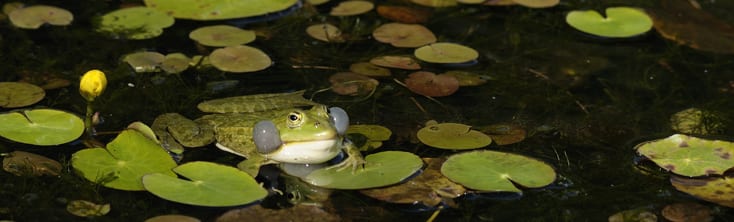 Le réseau de veille écologique