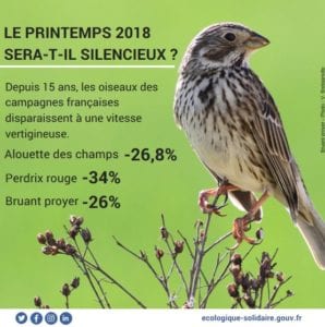 IllustrationOiseaux