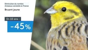 bruant-oiseaux-3570083